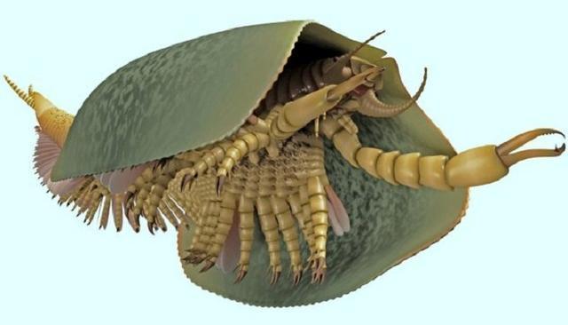 10个超猎奇史前生物,网友:还好它们已经绝种