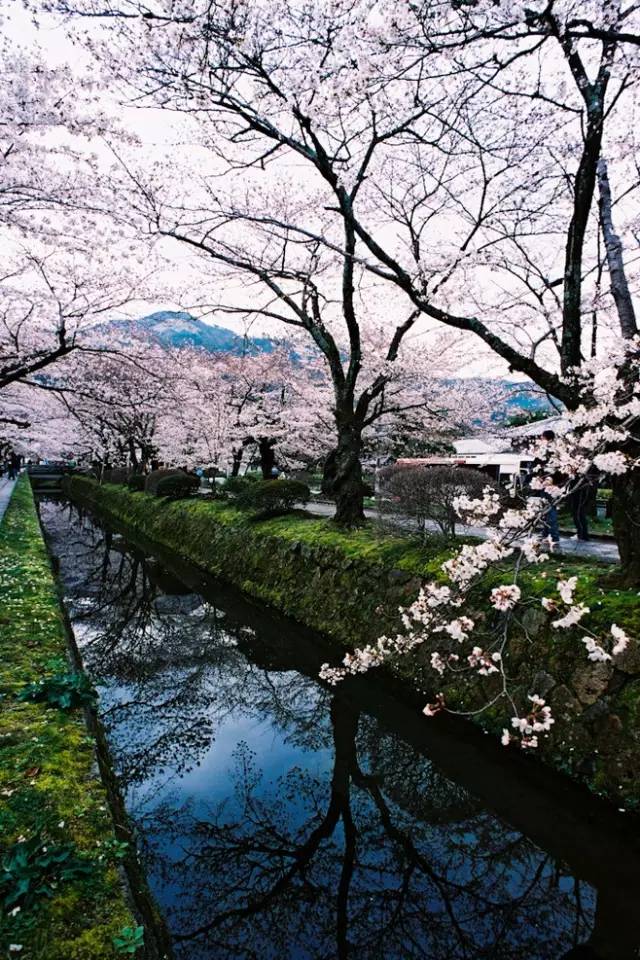 日本京都櫻花道