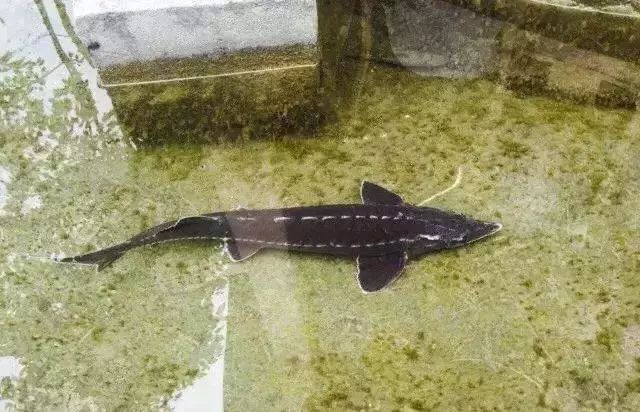 ▽ 小鱼洞冷水鱼