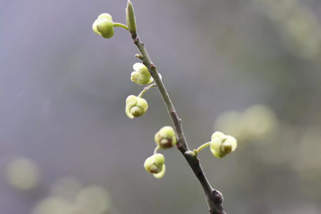 青树无叶花照开,辣异香味扑鼻来!长阳山里的这花你认识么