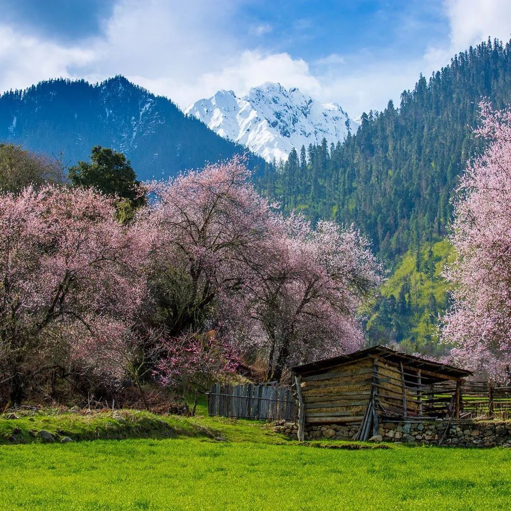 三月西藏桃花節,旅遊這麼多年來這裡發現:這才是早該來的地方