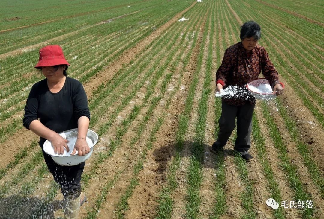 种植技术小麦返青水怎么浇