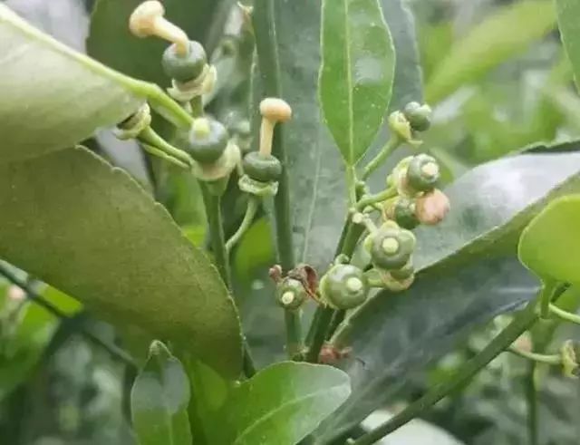 当务之急,砂糖橘保花保果技术!