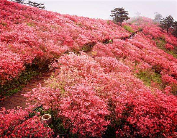 2-——唐代:李白《宣城见杜鹃花》一叫一回肠一断,三春三月忆三巴.