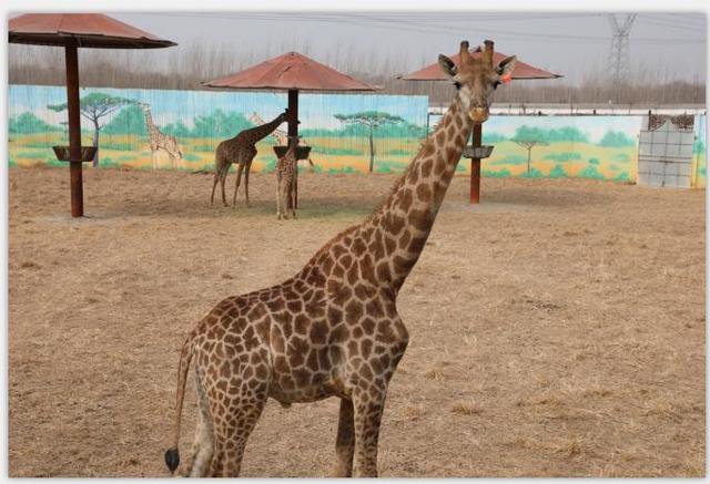 濮陽周邊研學旅行記在濮陽東北莊野生動物園收穫快樂