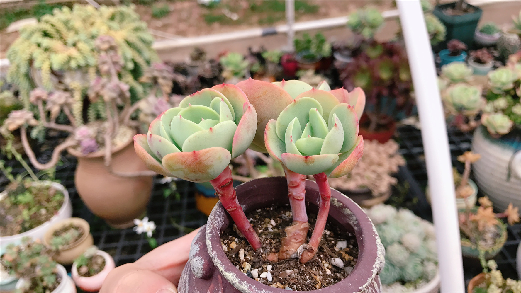 鸡蛋碧桃小老桩:边控养,边露养,养出红色"大长腿"!