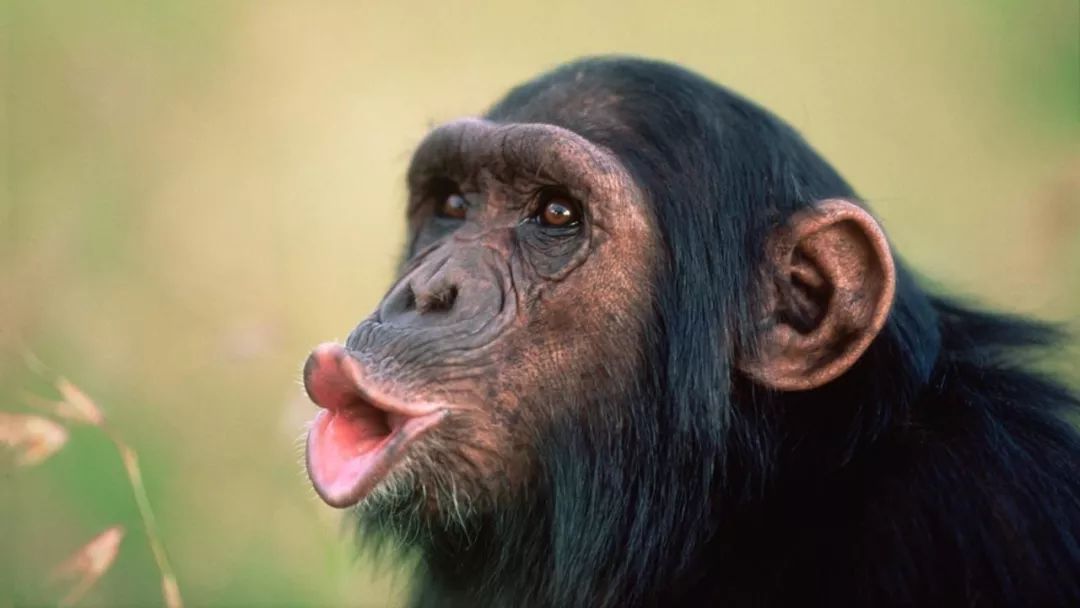 大猩猩咬合力图片