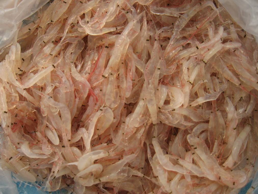 秦皇岛海鲜日历,从年头吃到年尾什么感觉__凤凰网