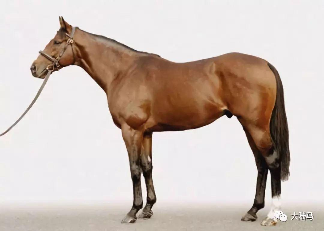 随后它本会挑战英国德比大赛,但最终因为肌肉拉伤未能上阵.