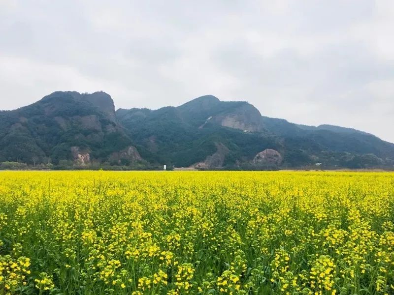 ▼湯江巖風景區布穀湖畔白塔湖的油菜花,著眼於大,水天之際,幾公里