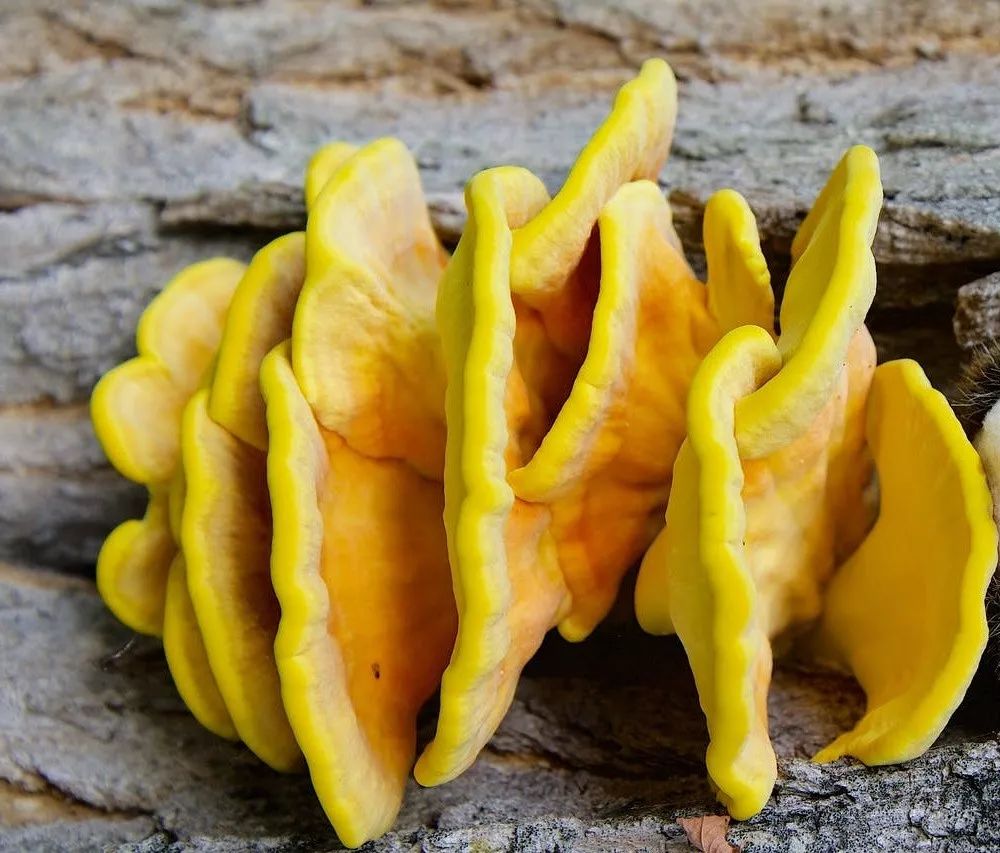 药用真菌治肿瘤——硫黄菌__凤凰网