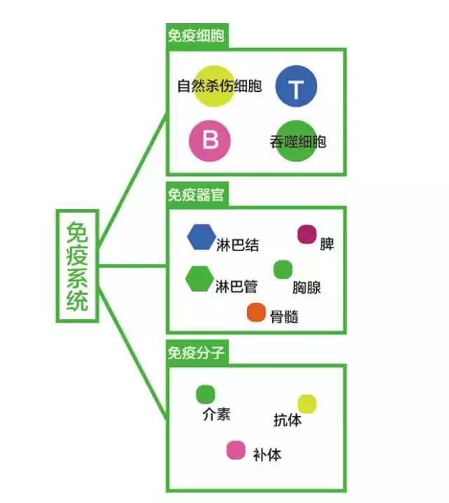 免疫对机体是 凤凰网