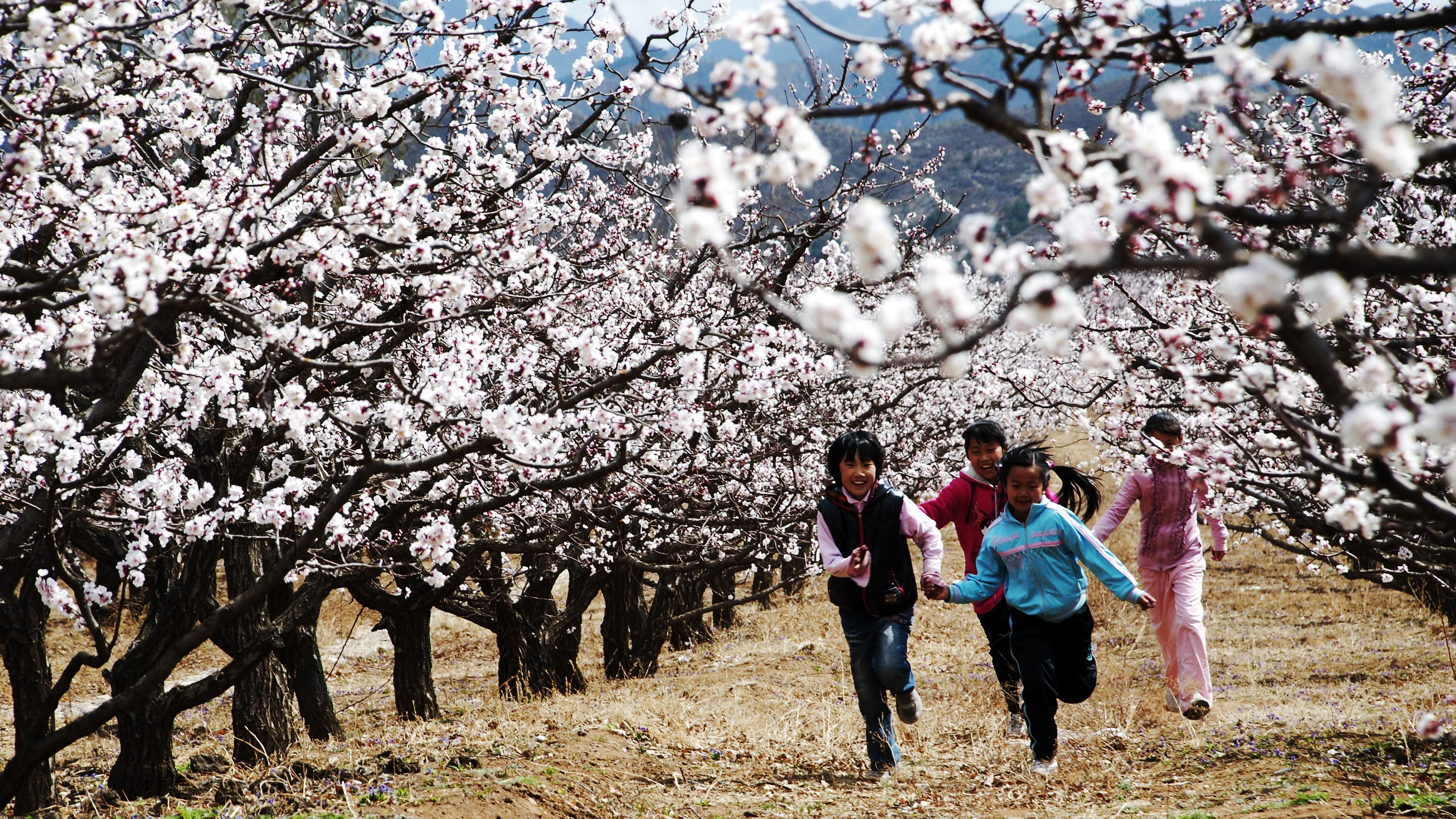 真杏运北京这个村也有杏花春雨江南