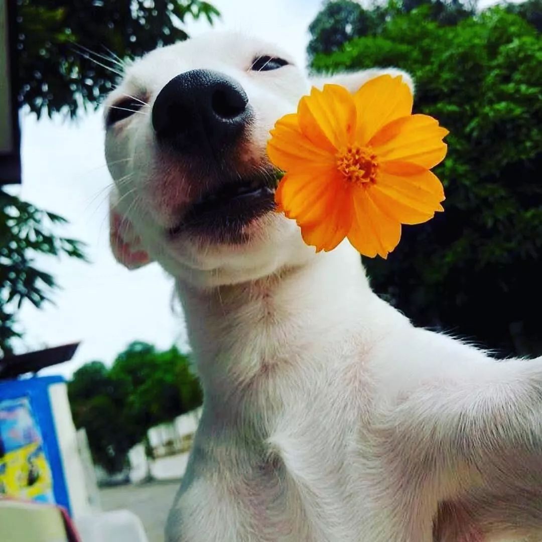 爱笑的狗子运气不会太差,今天你微笑了么?