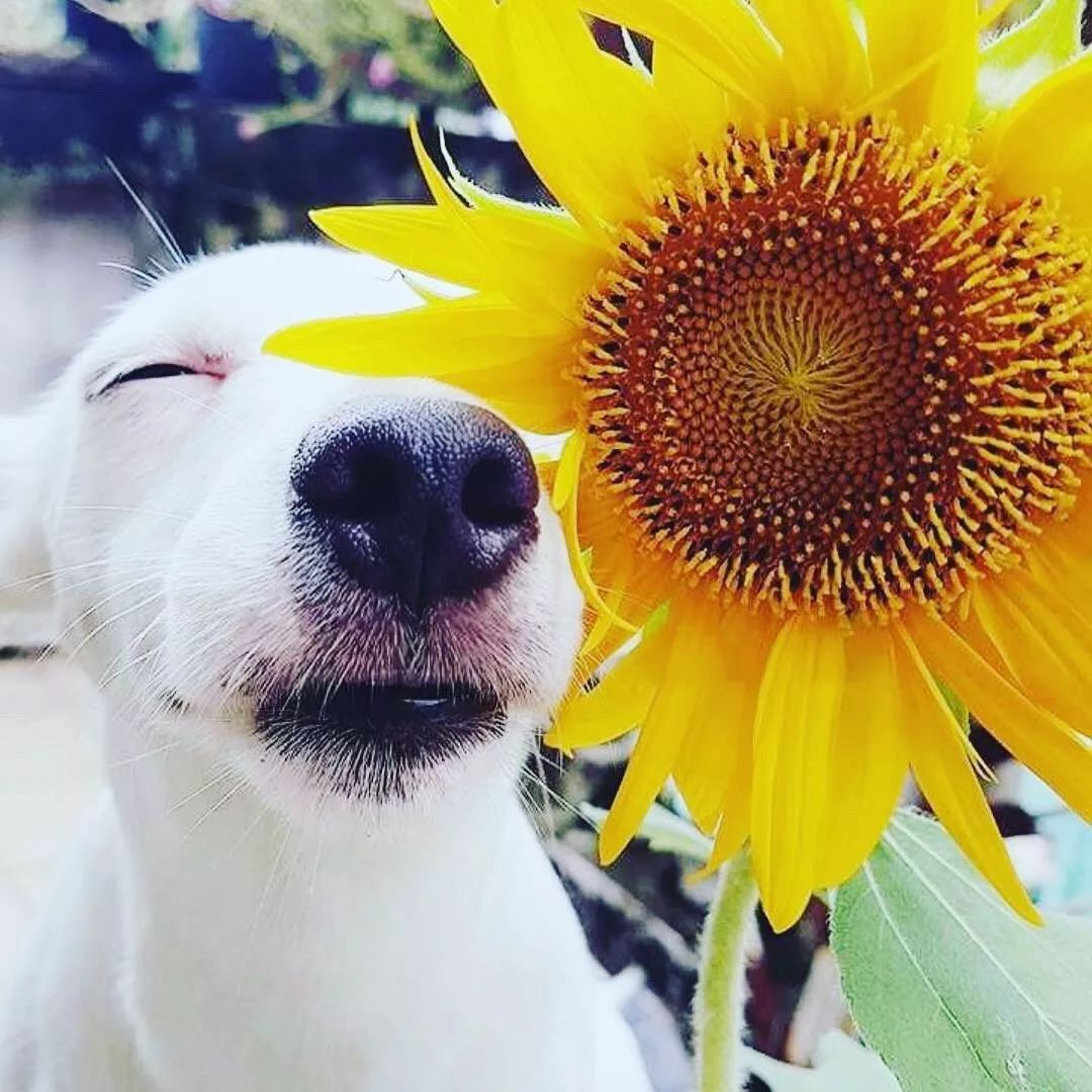 愛笑的狗子運氣不會太差,今天你微笑了麼?