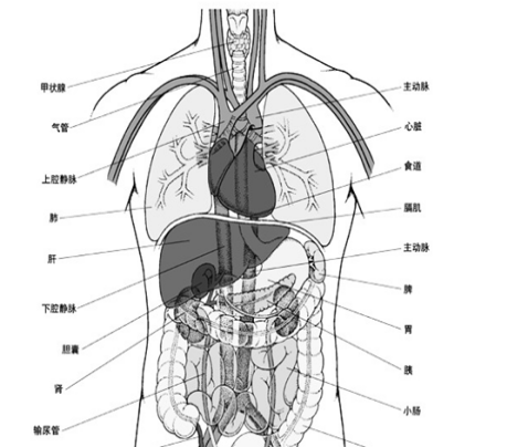 白癜风与人体内脏有什么关系