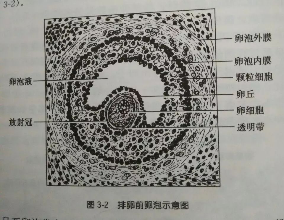 让她经历夺命12小时的黄体破裂，究竟是个什么病？__凤凰网