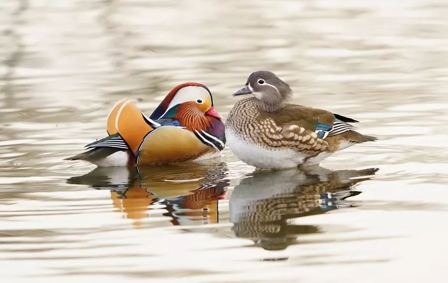星湖水暖鸳鸯知60多只鸳鸯强力进驻星湖湿地