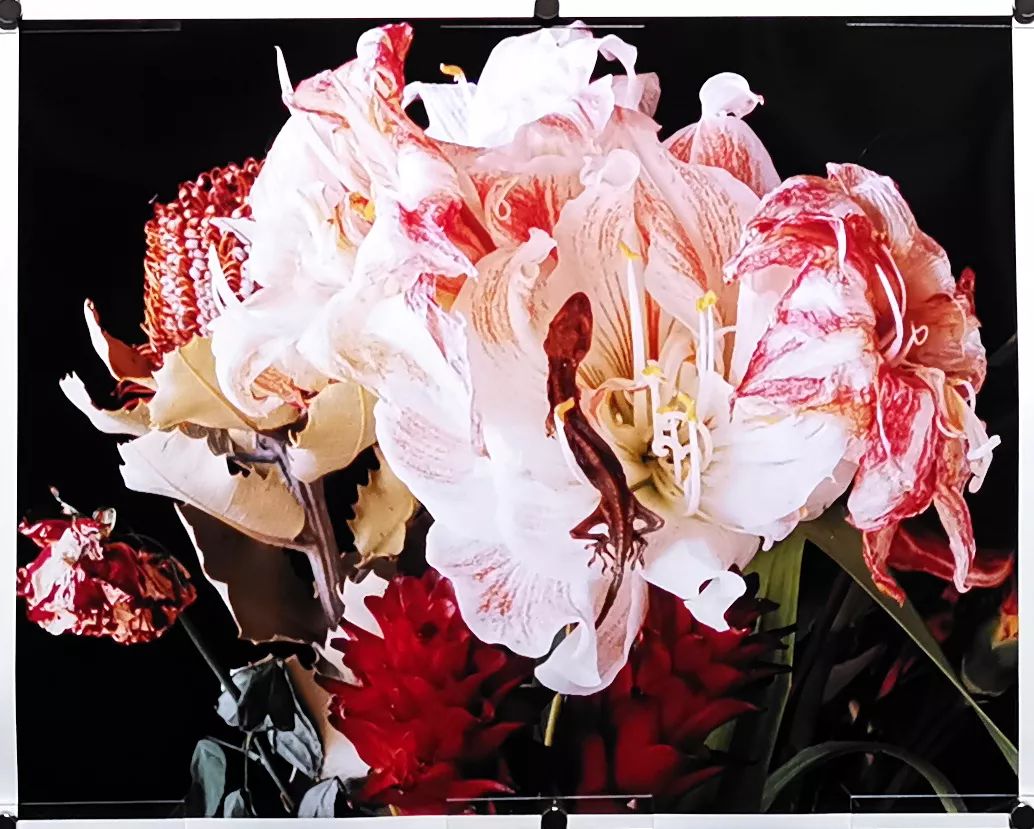 荒木经惟摄影展.花幽 | 南艺 #作品200p