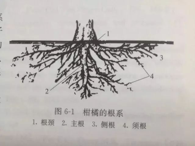 柑橘根系的三个生长高峰,如何保护好根系的生长高峰?__凤凰网