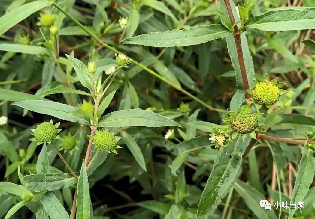 止血牙痛水火燙傷用它就夠了這種草藥認識一下農村隨處可見