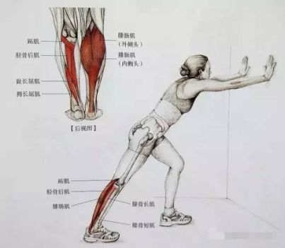 拉伸腓肠肌