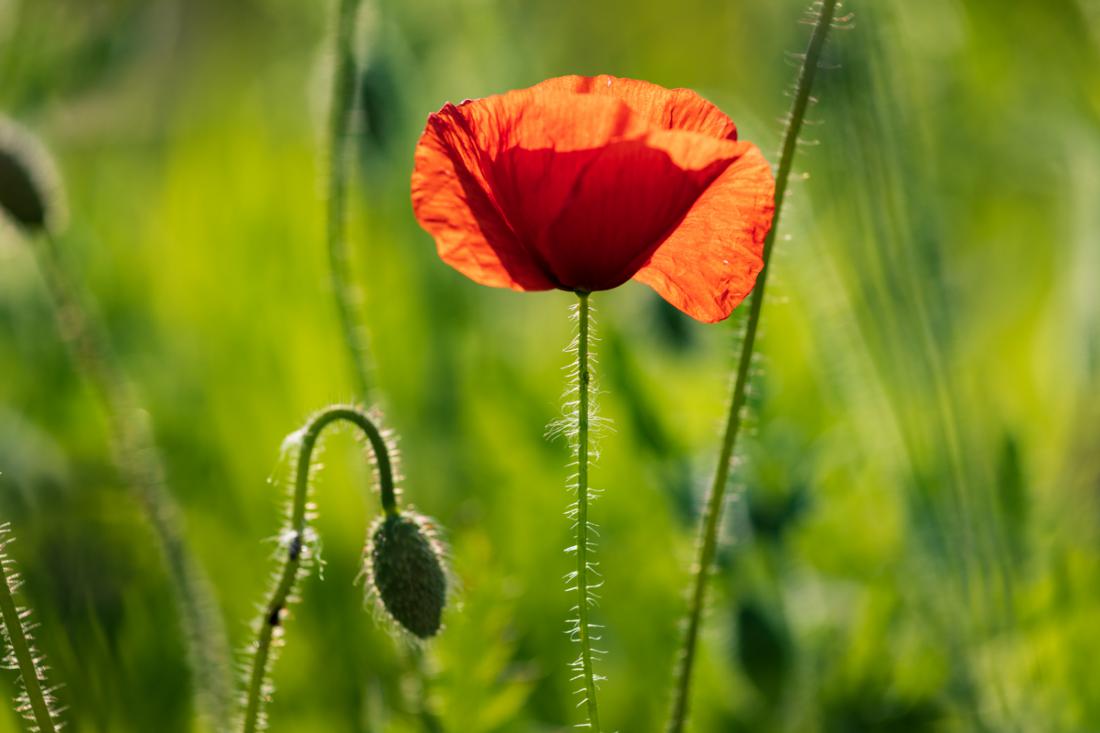 摄影初学者,只需三招拍出背景虚化照片 - 锦华说摄影第8期__凤凰网