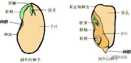 種子是裸子植物和被子植物共有的繁殖器官,自然界中只有二十多萬種