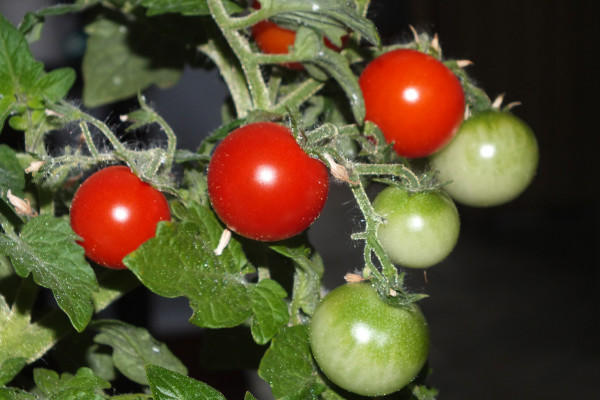 番茄定植之后做这些事,果实结的多,样子也好看__凤凰网