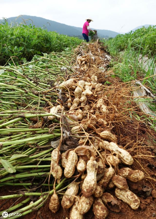 农民种花生,学会2个小技巧,花生多结荚,结饱荚,稳产丰收!