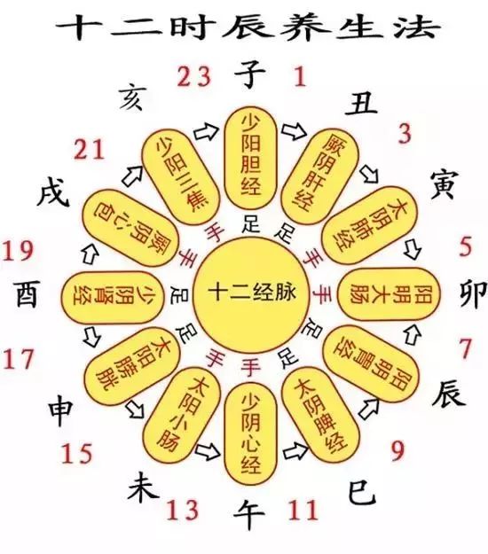 十二时辰对应脏腑图,养生有规律