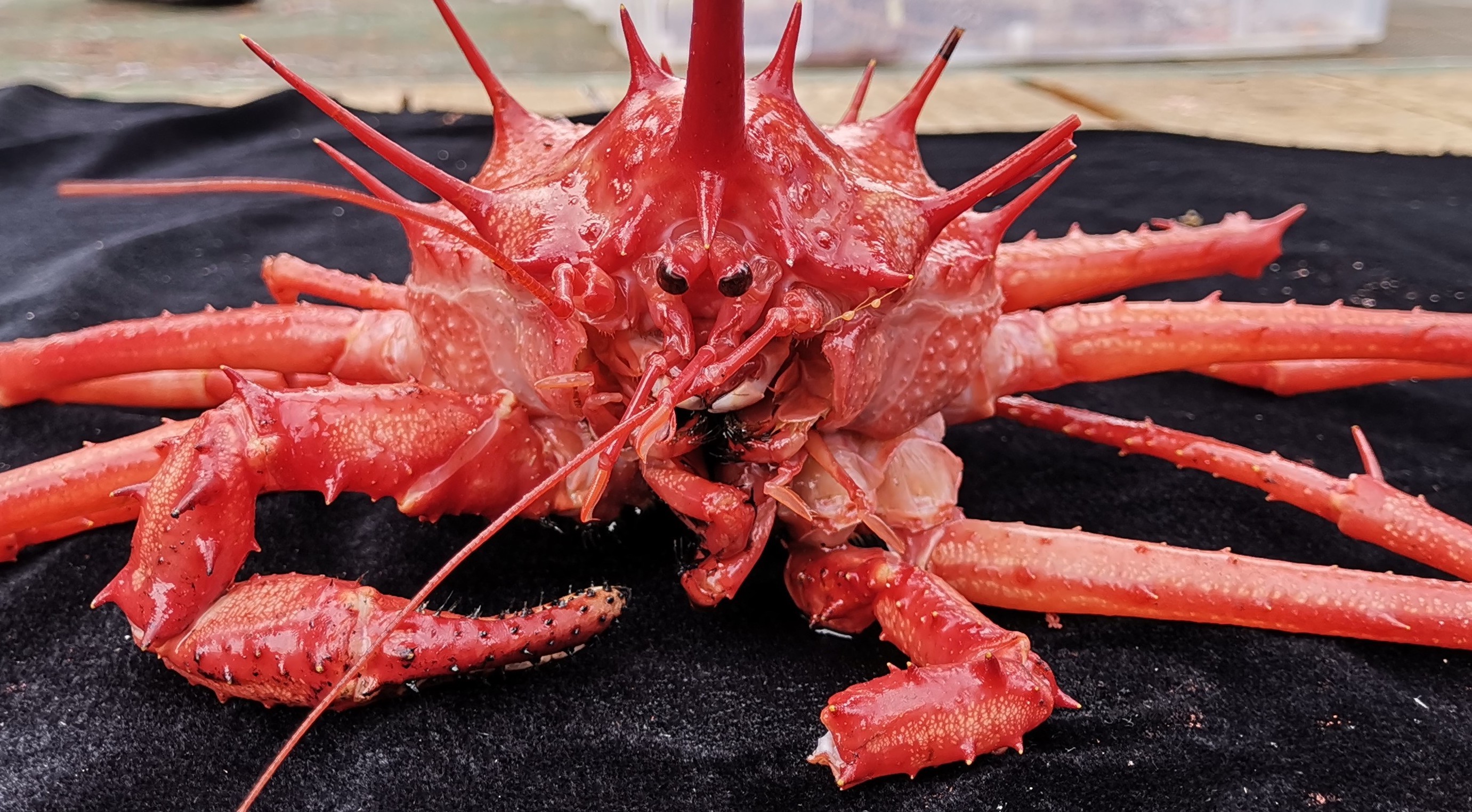 2丨"发现"号:在西太平洋海山采集到深海蟹.