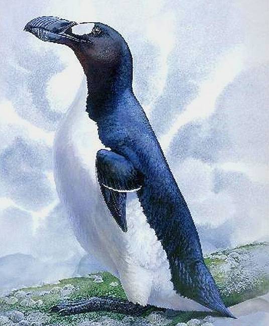 大海雀这个动物所消失的时间很久远了,在数万年前就已经灭绝了,人类所