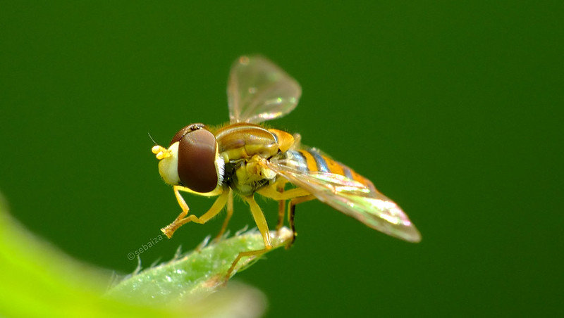 捕食性天敌昆虫介绍之食蚜蝇