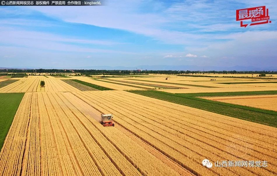 襄汾芒种时节 金黄麦田农事忙__凤凰网