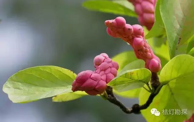 出野外时，千万别碰这些植物！__凤凰网
