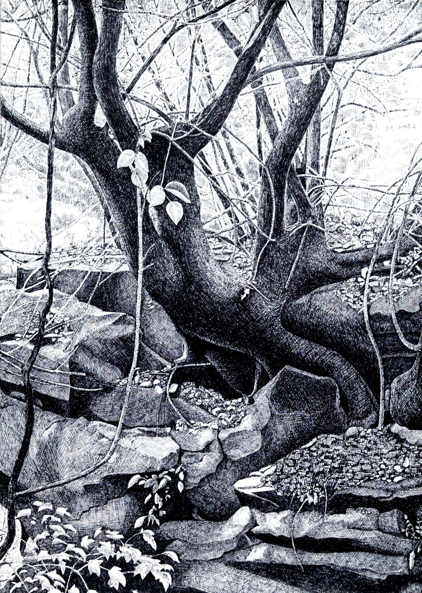 张军朝作品|《生命的倔强》 这让我想到自己所画的钢笔画.