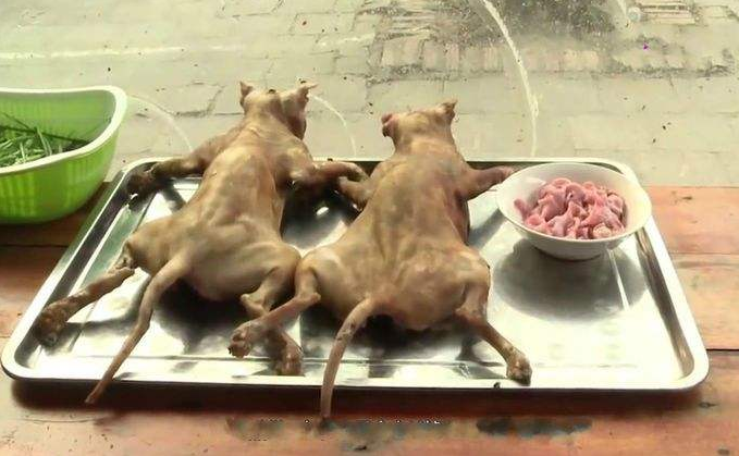 爱猫人士听了会抓狂,越南人每年吃掉400多万只猫,这到底是为何