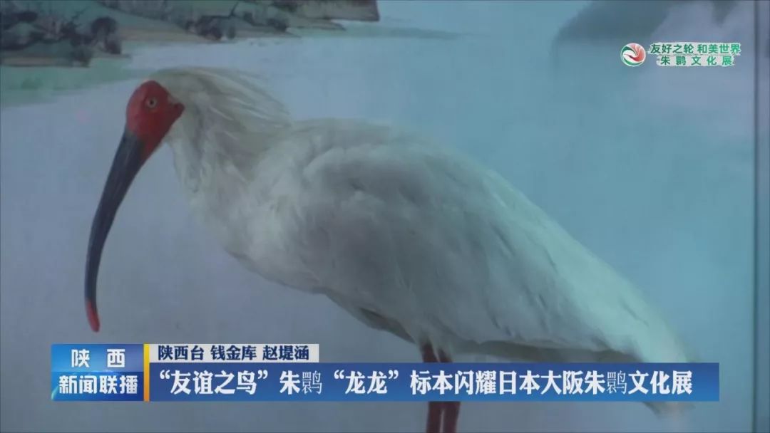 国宝朱鹮：让世界瞩目的“东方宝石”__凤凰网