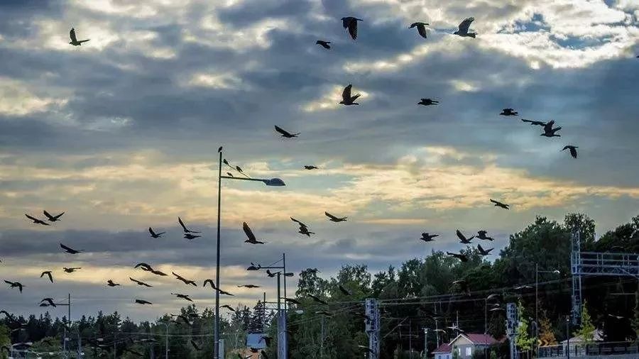 飞过四九城上空的乌鸦也是讲究生活的