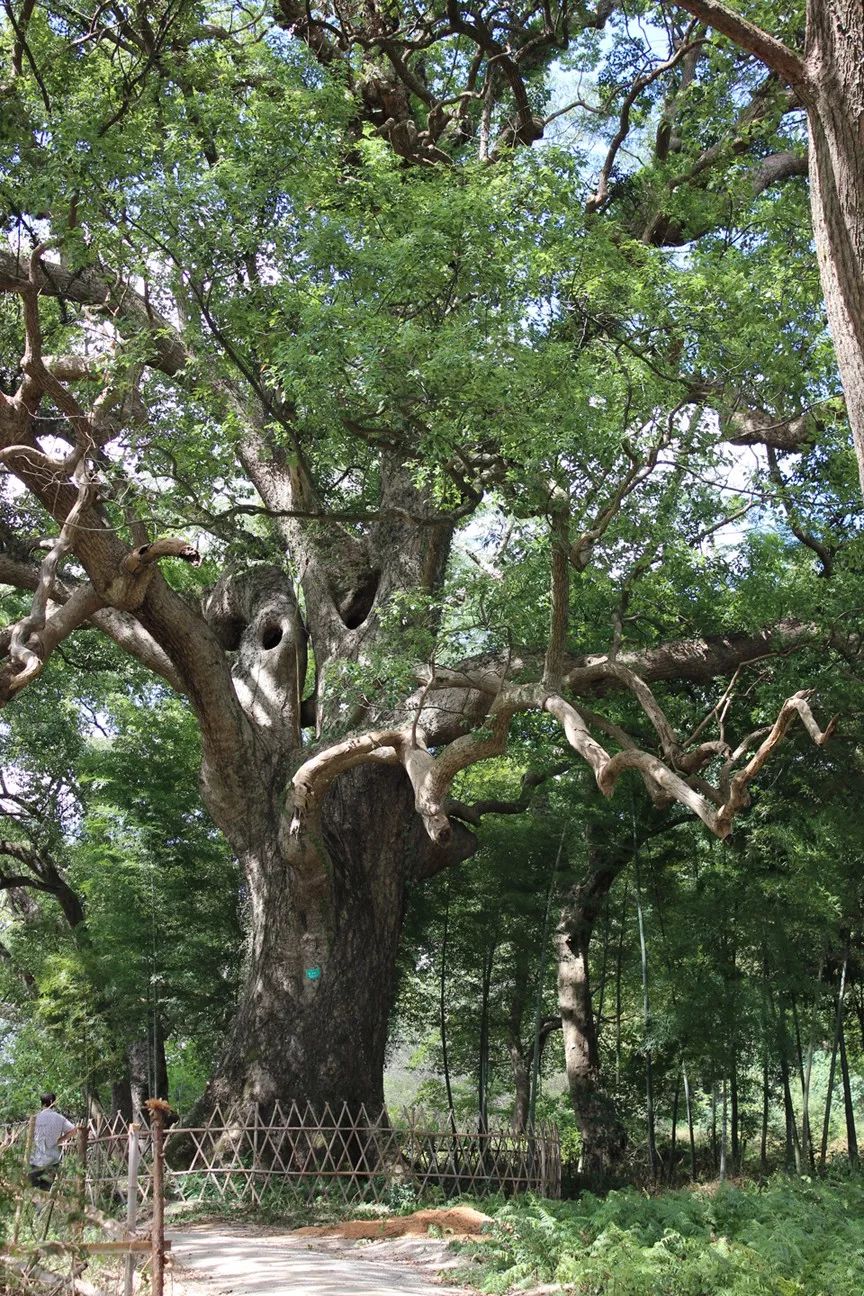 树木传奇 | 樟树与江西的非常渊源__凤凰网