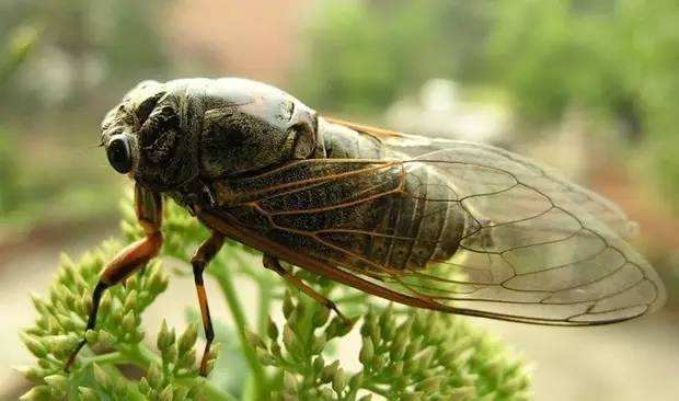 蝉鸣一夏,几十个日日夜夜的苦吟