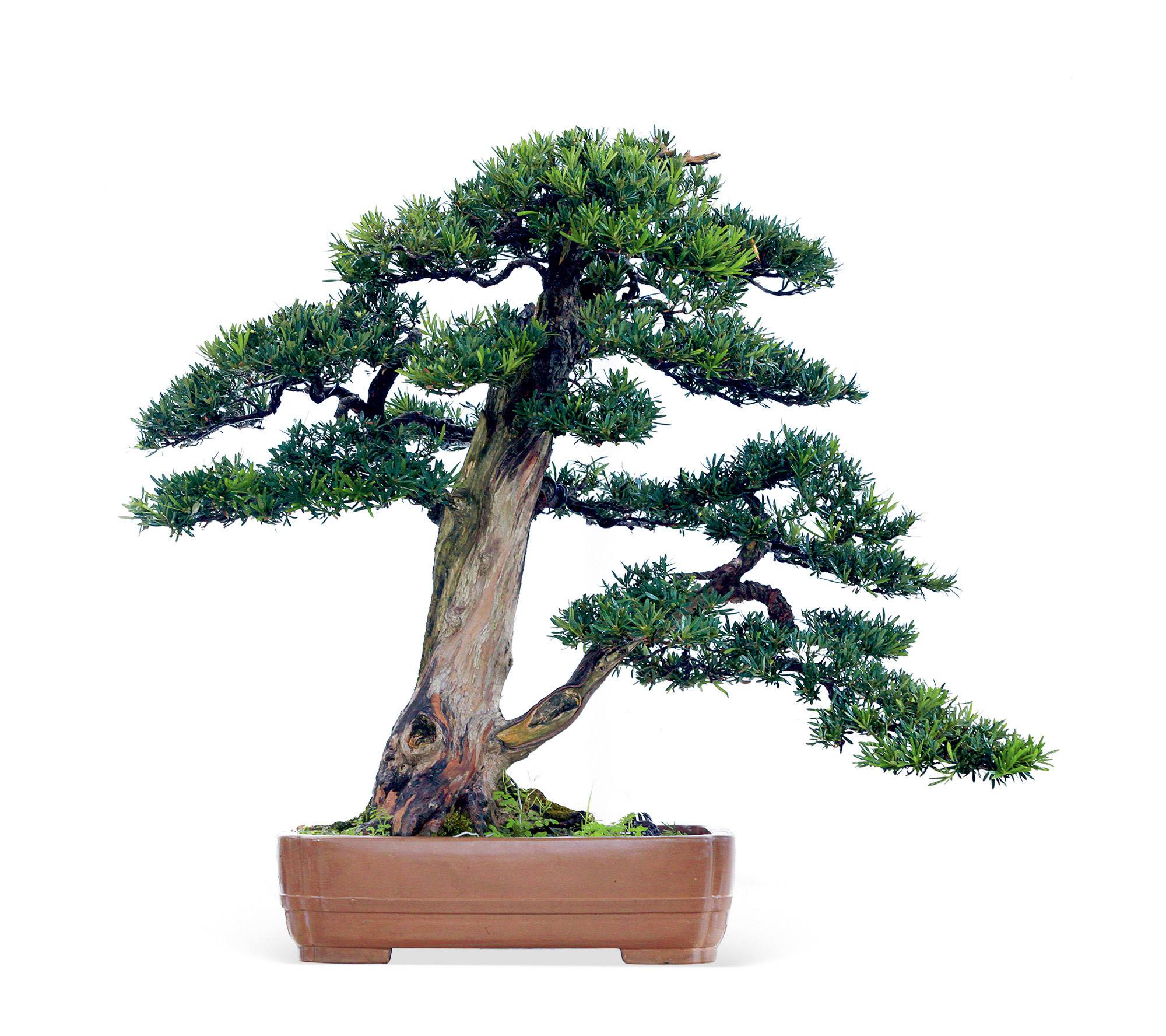 查看更多高清图片就像很多生意人,都喜欢在家中养上罗汉松这总植物