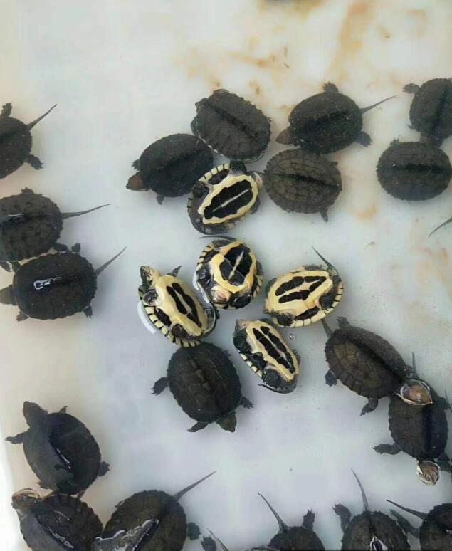 2019年七月最新龟苗价格