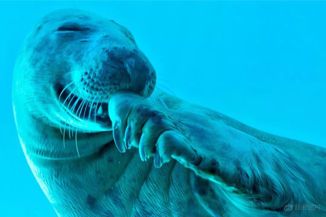 可是贡献的众多表情包 首先感谢网友脑洞打开 请大家欣赏以下沙雕图片