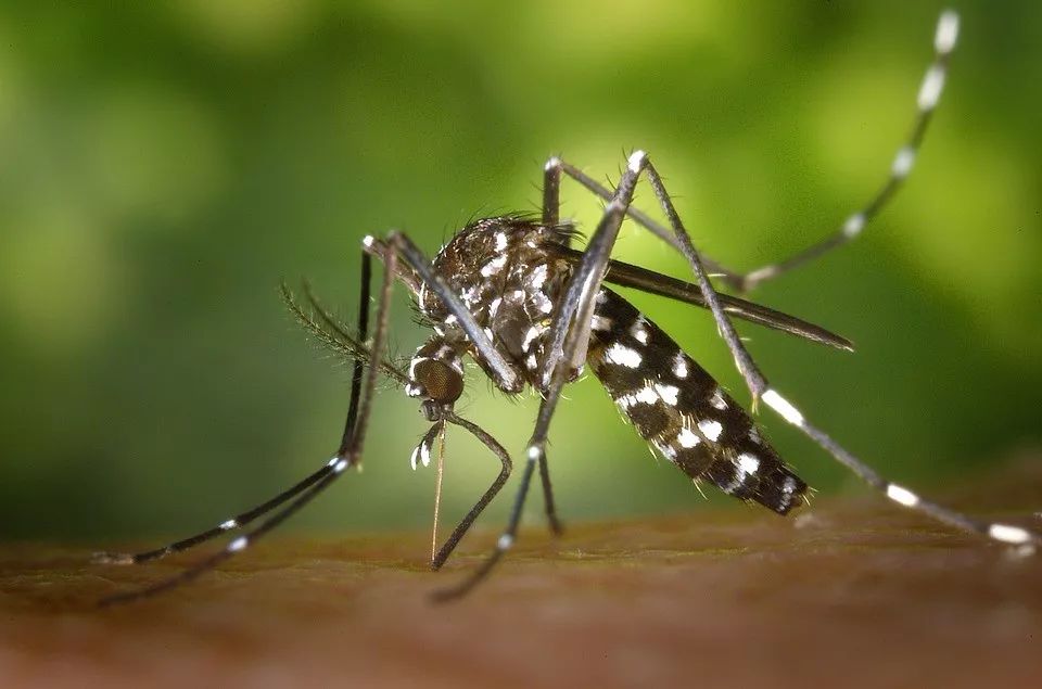 常见蚊子的种类图片
