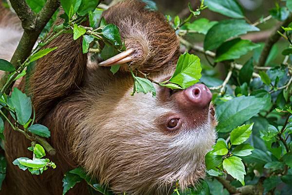 神奇動物在哪裡之行動遲緩的樹懶真的一無是處嗎