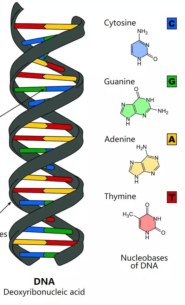 最能装的硬盘,其实是你的遗传物质