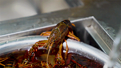 199元秒杀小龙虾火锅串串椰子碗最后1天请你吃垮这4家店